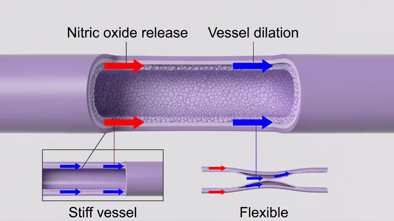 Diagram of a blood vessel endothelium showing nitric oxide release and vessel dilation, with stiff vs flexible vessel inset.