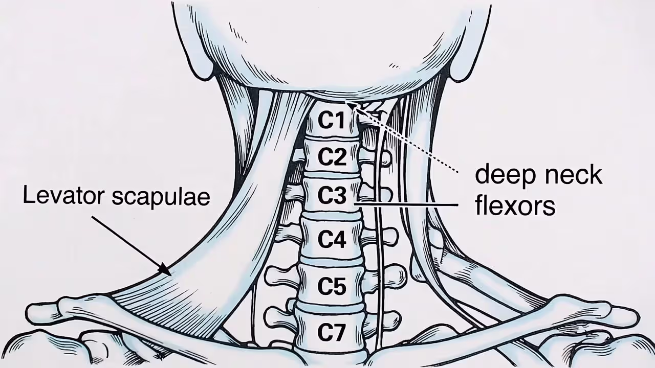 Diagram of cervical vertebrae and key neck muscles including suboccipitals, levator scapulae, and deep neck flexors.