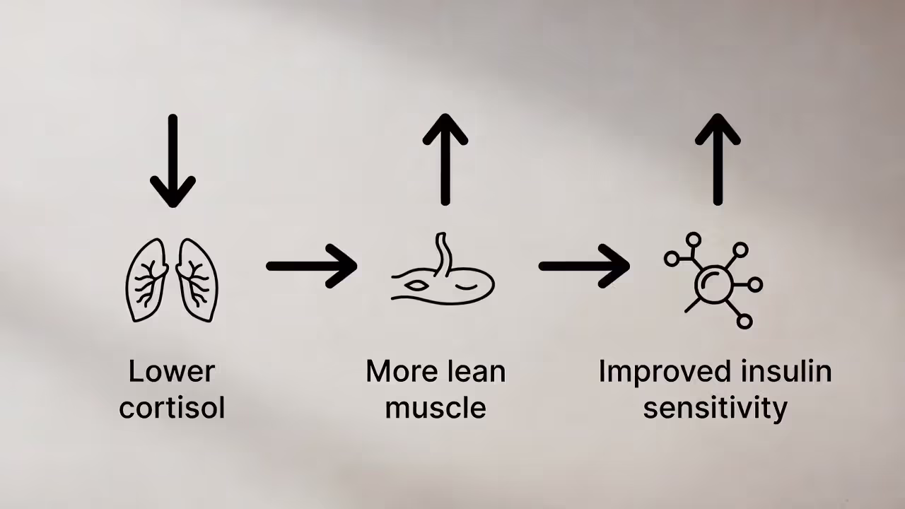 Infographic showing yoga effects on cortisol, muscle mass, and insulin sensitivity.